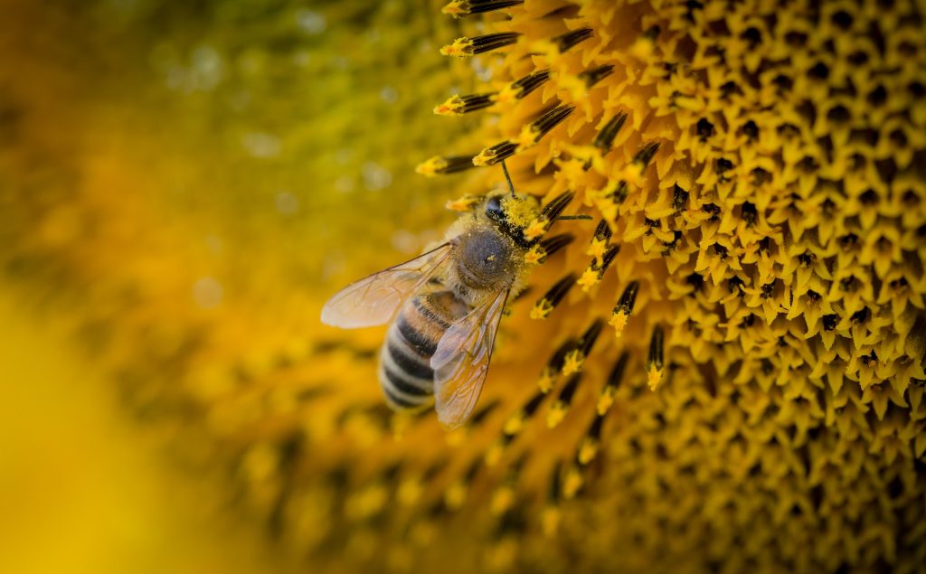 Κοντινή φωτογραφία μέλισσας